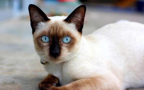 猫咪智商排行榜(公认最聪明的6种猫)插图5