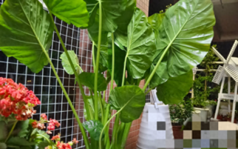 净化空气的植物排行榜(空气净化绿植十大排名)
