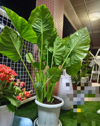 净化空气的植物排行榜(空气净化绿植十大排名)插图