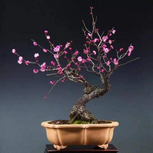 斗战神广寒仙姬本源技(斗战神飞升技能前后比较)插图2