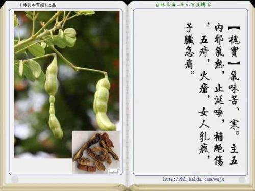 本草纲目中药大全(12000种中草药大全)插图46