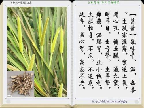 本草纲目中药大全(12000种中草药大全)插图29