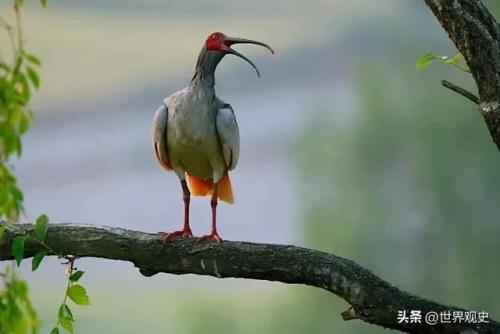 最大保护动物排名前十(国家级保护动物排行榜)插图2