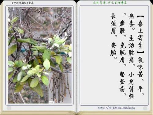 本草纲目中药大全(12000种中草药大全)插图7