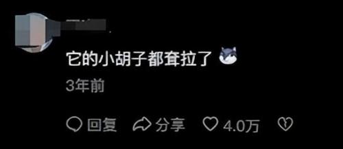 明星宠物面膜排名前十(全部明星的宠物的名字)插图29