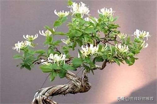 十大耐寒植物水植物排行榜(耐热又耐寒的水生植物排行榜)插图5