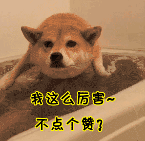 狗狗掉毛排行榜(不掉毛的犬种排名)插图10