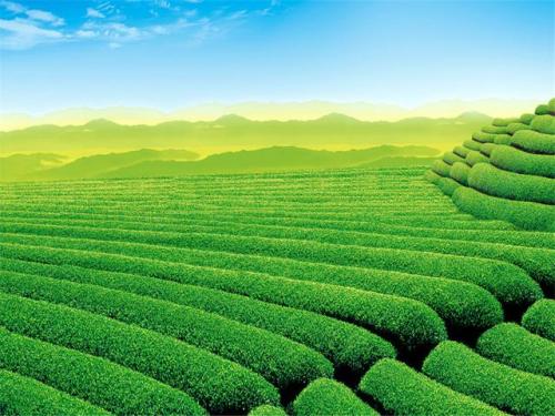 电脑桌面壁纸排行榜(壁纸app排行榜前十名)插图