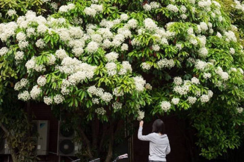 高校校花排行榜图片(全国高校女神排行榜)插图14
