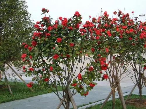 长沙高校校花排名前十(长沙校花)插图24