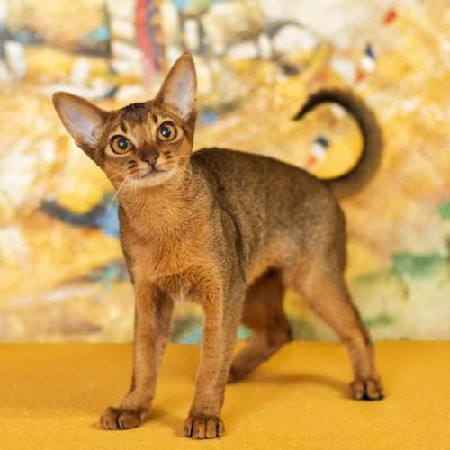 猫掉毛排行榜(十大最不掉毛猫排名)插图13
