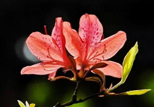 十大名花名字排行榜(十大名花颜色排名)插图46