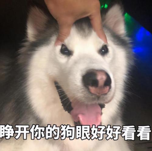 狗名字排行榜(狗狗名字霸气独特)插图
