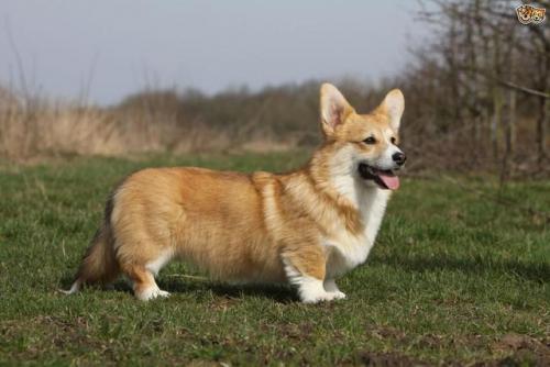聪明小型猛犬排名前十(猛犬中哪个智商高)插图8