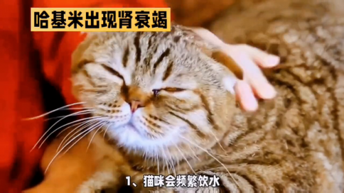 猫咪肾病医院排名前十(平均每年猫的肾脏疾病)插图1