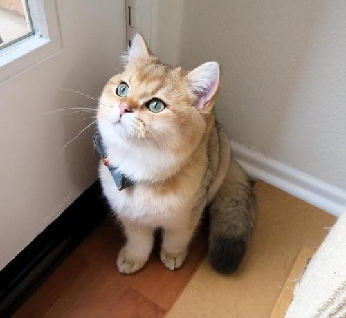 猫咪价格排行榜(宠物猫价格一览表2023)插图2