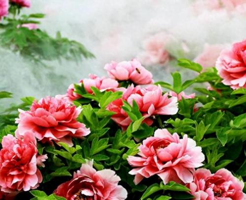 十大名花名字排行榜(十大名花颜色排名)插图8
