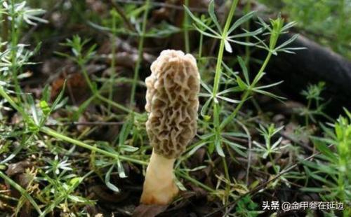 东北蘑菇种类排名前十(东北最好的蘑菇)插图7