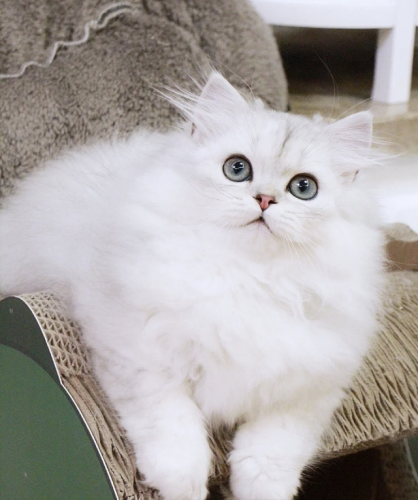 猫掉毛排行榜(十大最不掉毛猫排名)插图7