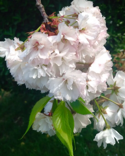 樱花树的特点(樱花的独特之处)插图3