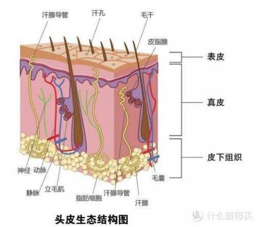 男士洗发水品牌排行榜(公认最好用的男士洗发水)插图2