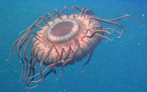 危险生物排行榜(变异生物)
