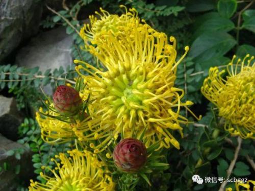 南非的国花(公主花寓意及花语)插图7