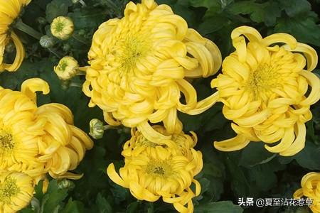 菊花什么意思(菊花代表的象征意义)插图1