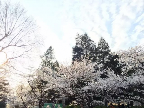 高校校花排行榜图片(全国高校女神排行榜)插图20