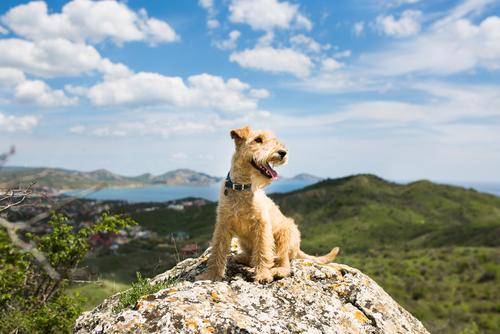 狗狗排行榜前十名(狗狗排行榜智商)插图10
