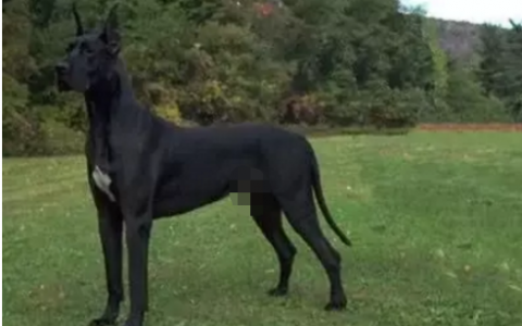 巨型犬排行榜(巨型犬体型排名前十名)