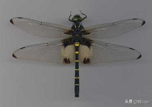 蜻蜓排行榜(黑色蜻蜓是稀有品种吗)插图17