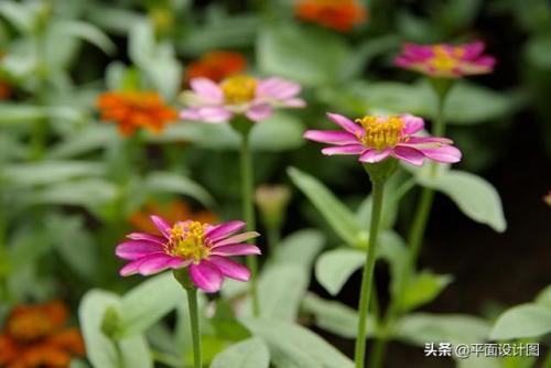 宾得镜头排行榜(目前最好的微单是哪一款)插图3