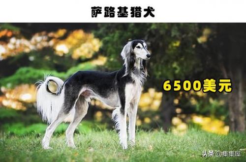 最贵狗排行榜图片(十大最贵的狗)插图