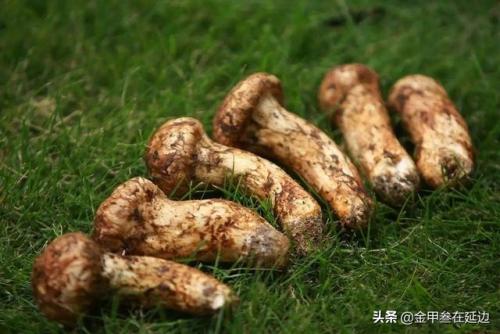 东北蘑菇种类排名前十(东北最好的蘑菇)插图1