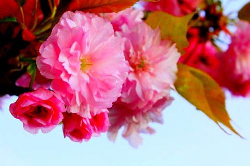 中国红樱花树图片(福建山樱花10公分报价)插图20