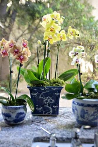 十大名花名字排行榜(十大名花颜色排名)插图23