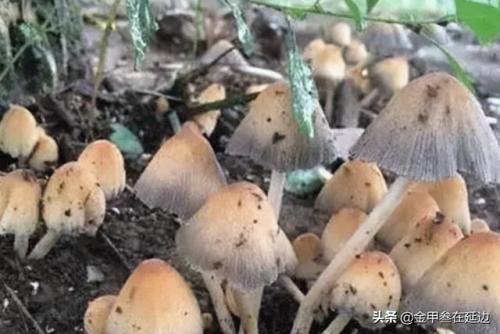东北蘑菇种类排名前十(东北最好的蘑菇)插图4