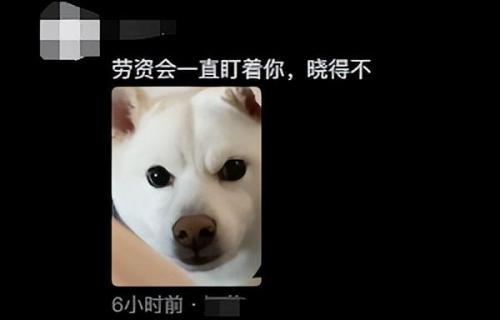 明星宠物面膜排名前十(全部明星的宠物的名字)插图9