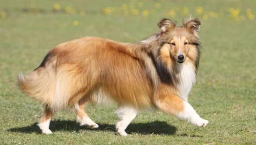 聪明小型猛犬排名前十(猛犬中哪个智商高)插图7