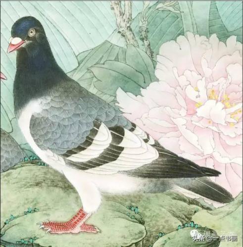 灰鸽子教程(无杠灰鸽子怎么配出来)插图4