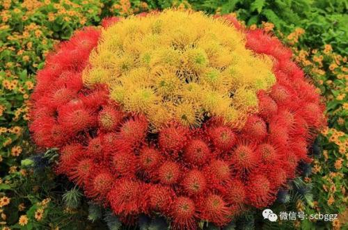 南非的国花(公主花寓意及花语)插图6