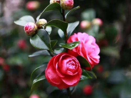 长沙高校校花排名前十(长沙校花)插图25