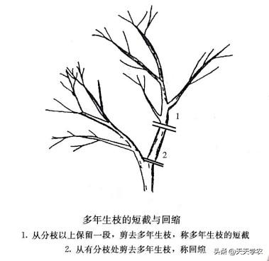 果树修剪技术(果树剪枝顺口溜)插图3