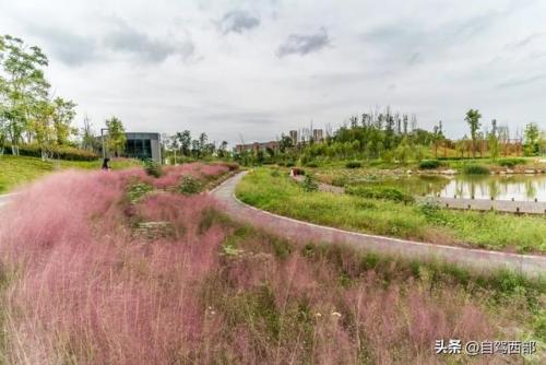 成都湿地景区排名前十(成都最美的湿地公园)插图14