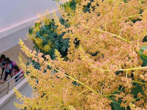 东莞高校校花排名前十(东莞最好的大学是哪一所)插图27