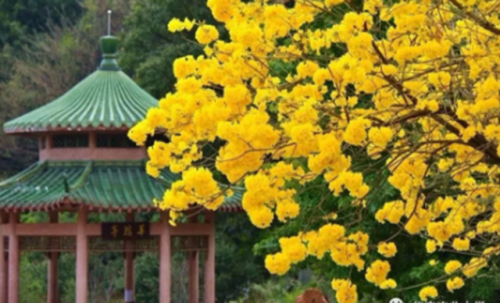 高校校花排行榜图片(全国高校女神排行榜)插图28