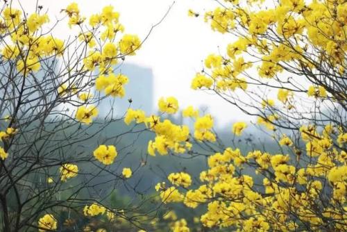 东莞高校校花排名前十(东莞最好的大学是哪一所)插图1