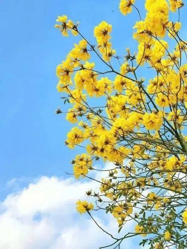 东莞高校校花排名前十(东莞最好的大学是哪一所)插图30