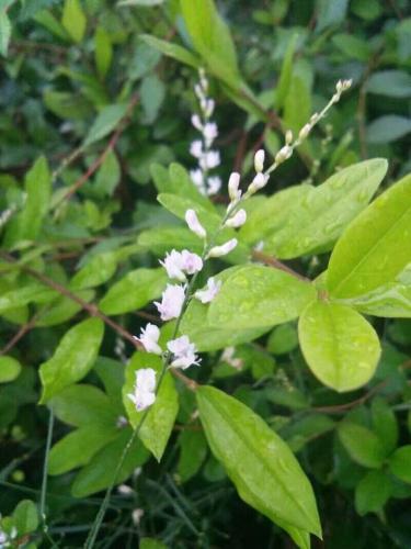 闲花野草逢春处(春草闭闲门)插图6